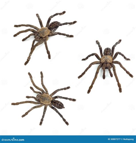 Two Tarantula Spider Isolated On White Background Tarantula Close Up