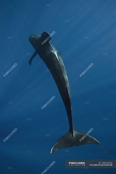 Short finned pilot whale - Stock Photos, Royalty Free Images | Focused
