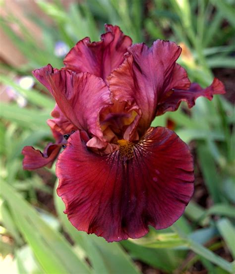 Photo Of The Bloom Of Tall Bearded Iris Iris Raptor Red Posted By