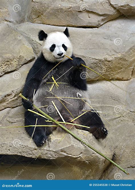 Giant panda eating bamboo stock photo. Image of closeup - 255345538