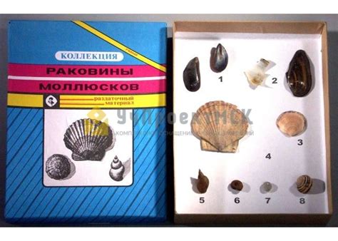 Коллекция «Раковины моллюсков»