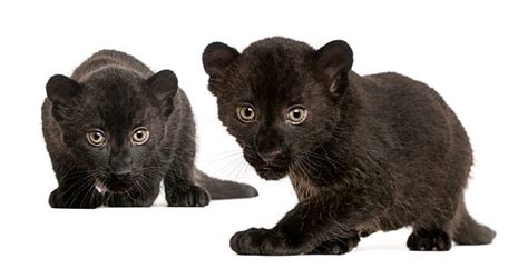 Black Panther Cubs Stock Photos, Pictures & Royalty-Free Images - iStock