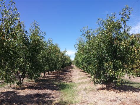 Jujube Tree Perrys Fruit Nut Nursery