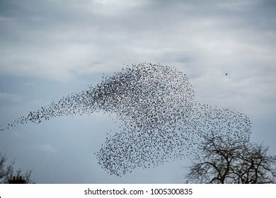 Starling Murmuration Formation Bird Prey Stock Photo 1005300835 ...