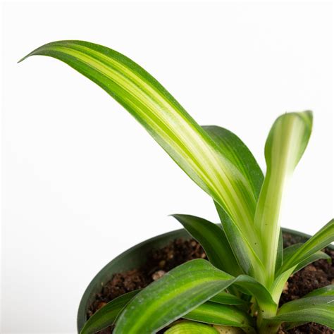 Spider Plant 'Hawaiian' 4" – Urban Sprouts