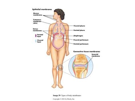 Types Of Body Membranes