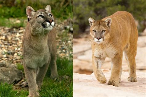 puma cat  mountain lion  fernando ward blog