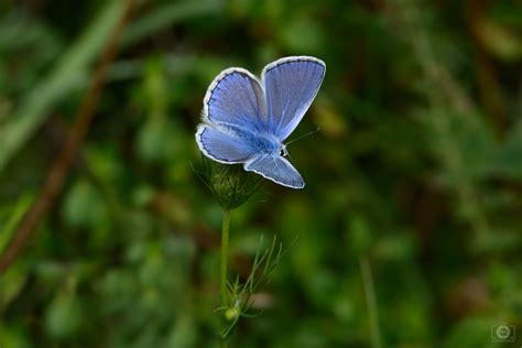 Small Blue Butterfly Background - High-quality Free Backgrounds