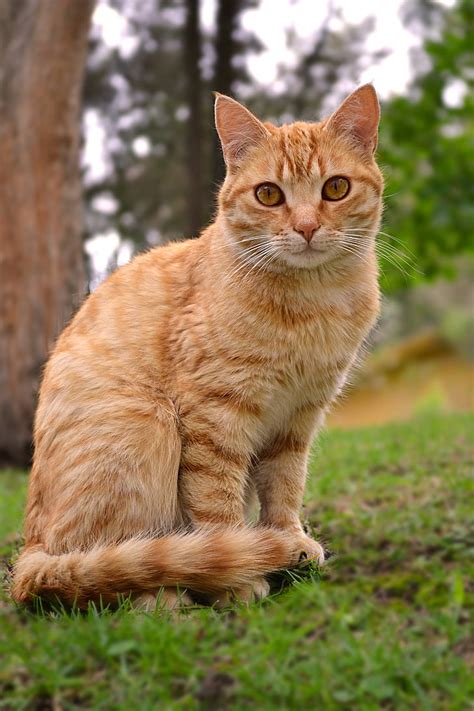 Royalty Free Photo Orange Tabby Cat Sitting On Green Grasses Selective