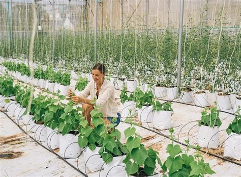 How To Grow Hydroponic Blueberries