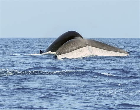 Blue Whale Fluke – John F. Hunter Photography