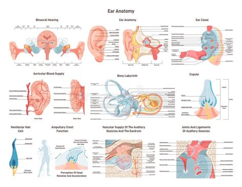 anatomical structure   human ear set outer middle   ear