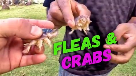 Coastal Survival Sand Fleas And Crabs Youtube