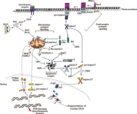 Apoptotic Signaling Pathways In Lung Cancer Journal Of Thoracic Oncology