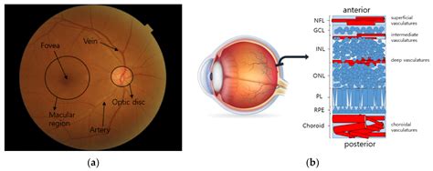 Fundus Eye