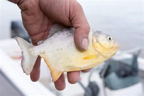 Fishing in the Paraná River from Santa Fe - Book at Civitatis.com