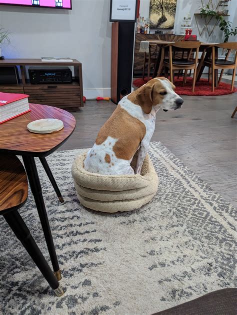 The joys of having one big dog and one little dog. : r/stolendogbeds