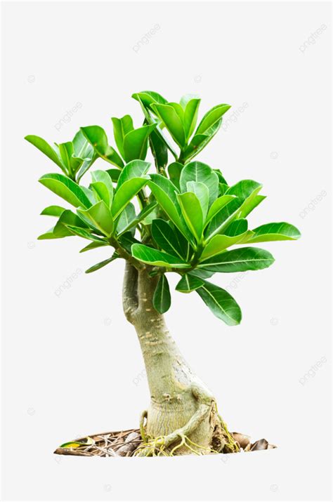 Frescor Rosa Do Deserto Png Tropical Adenium Bonito Png Imagem Para