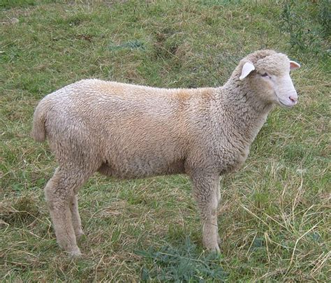 Columbia Sheep | Oklahoma State University