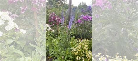 Вероника колосковая купить в Санкт-Петербурге по низкой цене | Товары ...