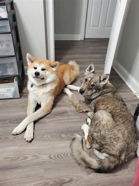 My babies 😍 : r/akita