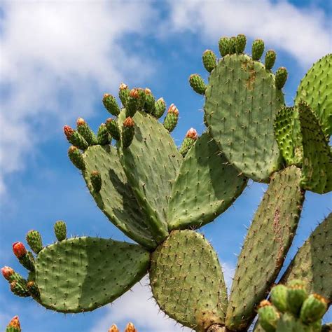 Opuntia Cuidados Curiosidades Y Consejos Para Mantener Esta Suculenta