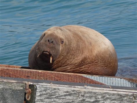 I took a picture of Wally the Walrus in Tenby earlier on today. He’s ...