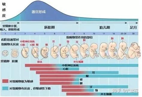 胎儿1—40周的发育过程？ 知乎