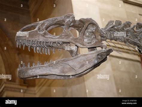 Allosaurus Skull American Museum Of Natural History New York Stock