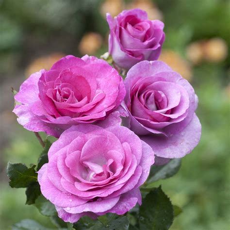 Rosier à grandes fleurs Violette Parfumée Produkt