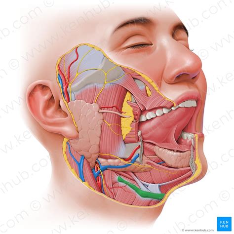 Hyoid bone: Anatomy and function | Kenhub