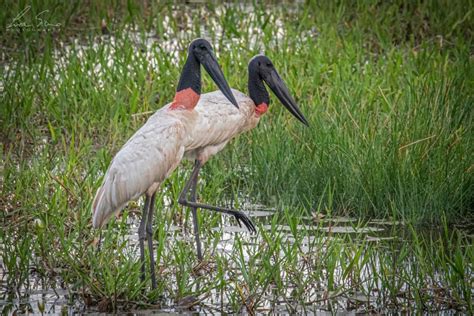 Día Mundial de las Aves migratorias