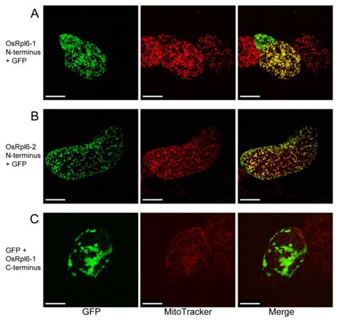 Subcellular Localization Of Gfp Fusion Proteins In Tobacco By Cells