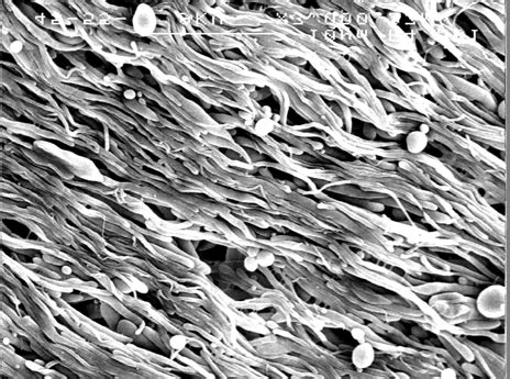 Scanning electron micrographs of PBT 1000 – EEA 55-45 (left) and 45-55 ... 