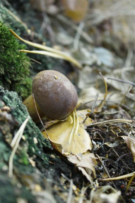 Free Images Nature Forest Branch Leaf Flower Trunk Wildlife