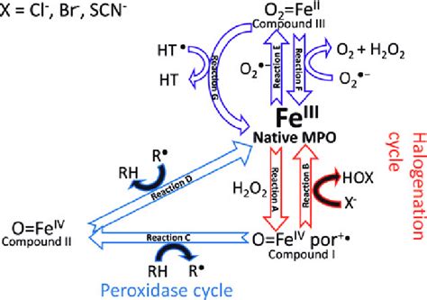 Mpo Enzymatic Cycle The Heme Iron Active Site In Native Mpo Exists In