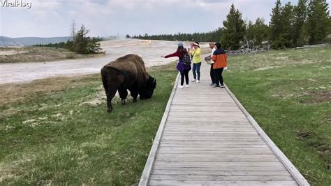 Yellowstone Tourist Tries To Get Instagram Photo Petting Buffalo