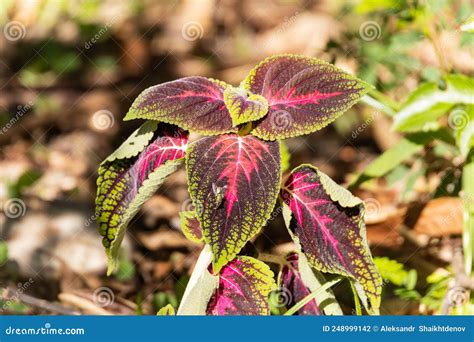 Hojas De Una Planta De Coleus Esculentus En Un Parque En Brasil Foto De