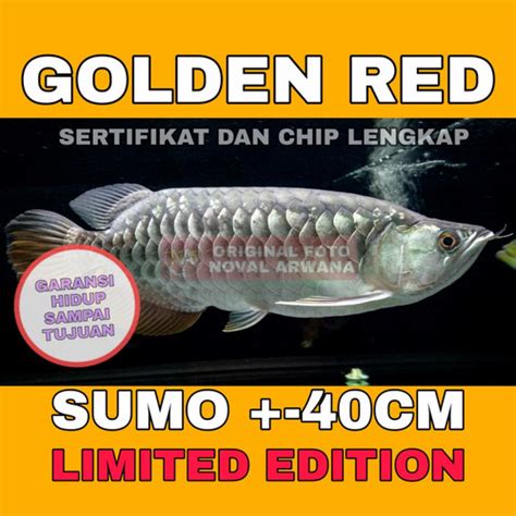 Ikan Arwana Golden Red