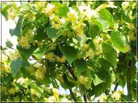 Tilia Cordata Greenspire Lipa Drobnolistna Greenspire Foto