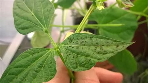 How To Get Rid Of Thrips In Easy Ways Techniques That Works