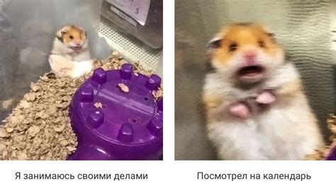 Повторяющий хомяк - 77 фото