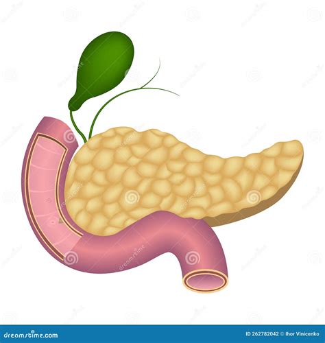 Human Pancreas Anatomy Duodenum Vector Illustration Cartoondealer