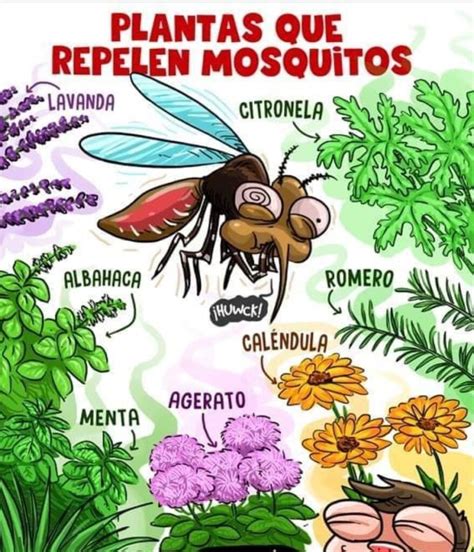 Plantas Que Repelen Los Mosquitos Blog Floristeria Online P Talos