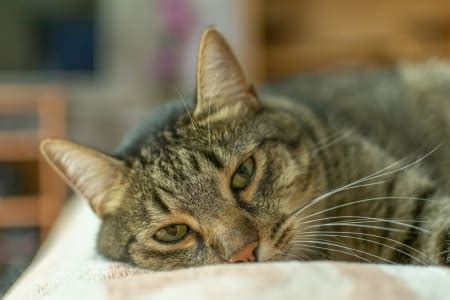 Common Cat Illnesses & Symptoms | Providence South Animal Hospital ...