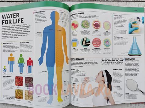 Knowledge Encyclopedia Human Body! – купить в интернет-магазине ...