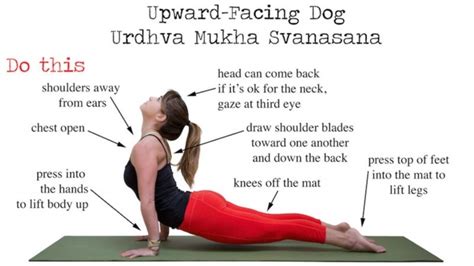 Yoga Poses Upward Dog Exercise