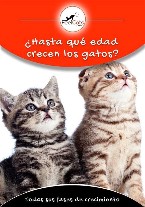 ¿hasta Qué Edad Crecen Los Gatos Gatos Mundo Gato Gatos Bonitos