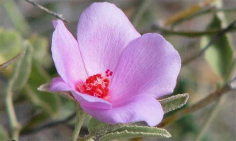 25 Hibiscus Types Youll Love To Grow Epic Gardening