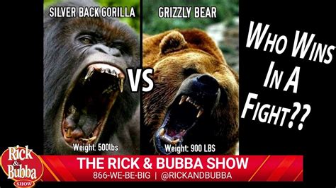 Silverback Gorilla Vs Grizzly Bear Rilonoble